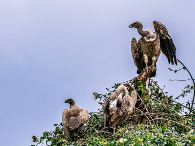 Handling Roadkill: The Glamorous Side of Highway Maintenance